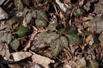 Allegheny spurge